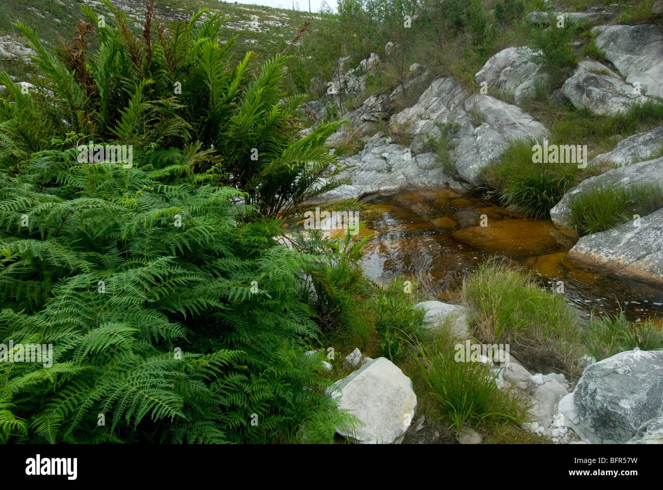 Piccolo fiume che attraversa con felci Tsitsikama Sentiero escursionistico Foto Stock