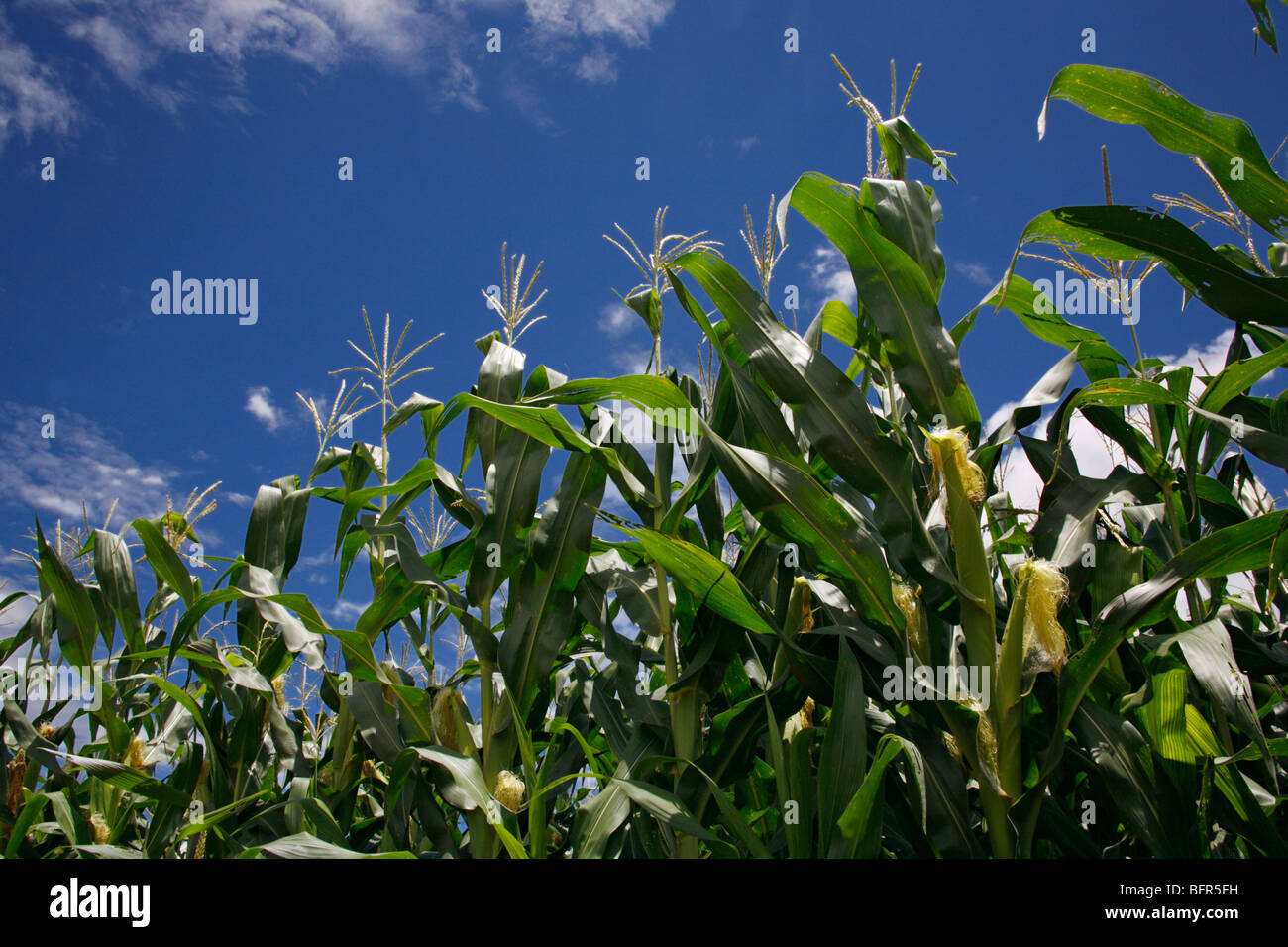 A basso angolo di vista di piante di mais è quasi pronto per la mietitura Foto Stock