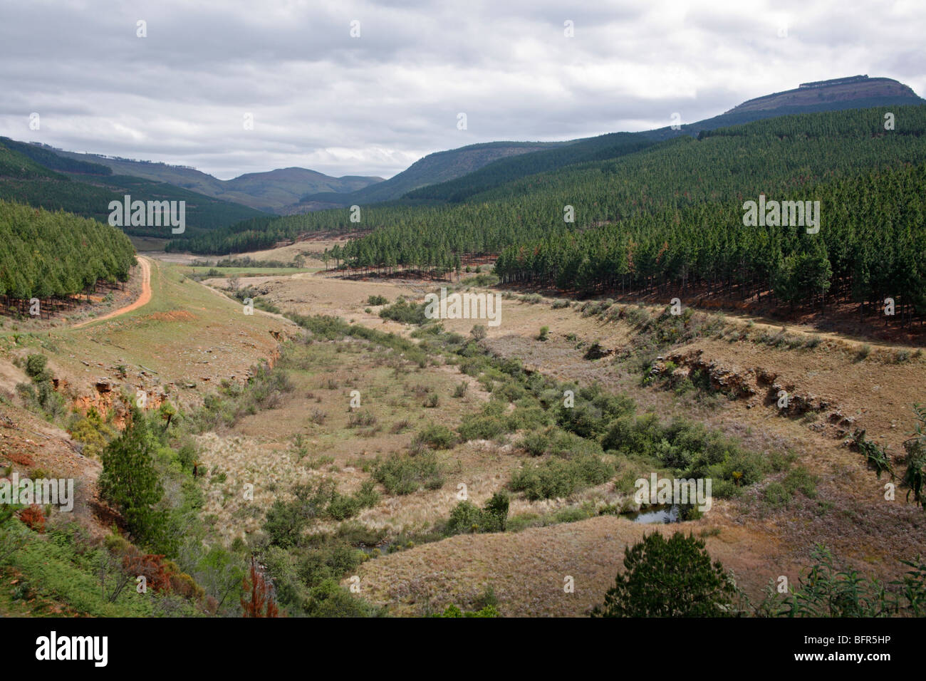 Vista panoramica fino a valle nella parte superiore si raggiunge il Fiume Blyde con piantagioni di pino sulle piste da sci Foto Stock