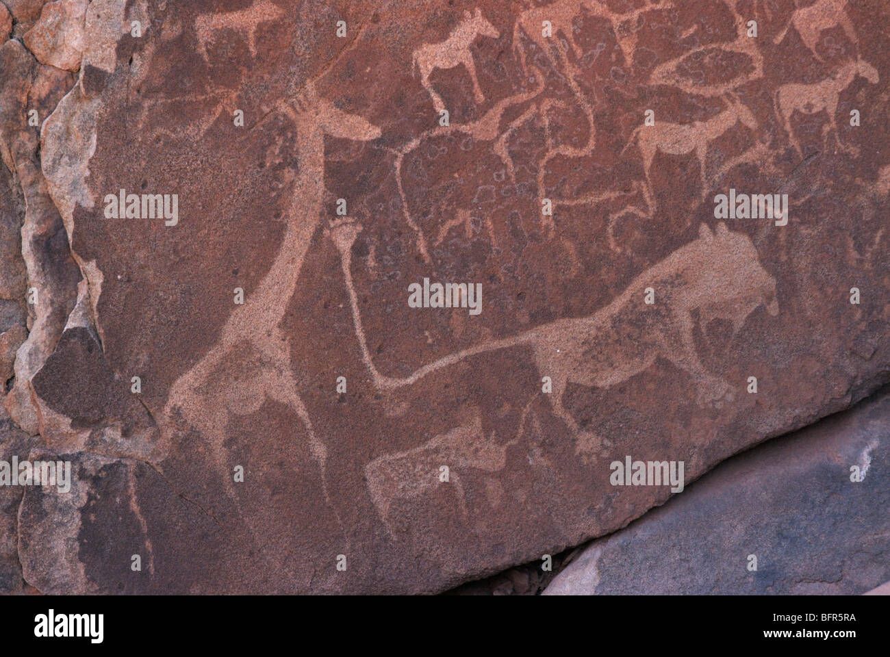 San rock che mostra incisione lion giraffa e altri animali. Foto Stock