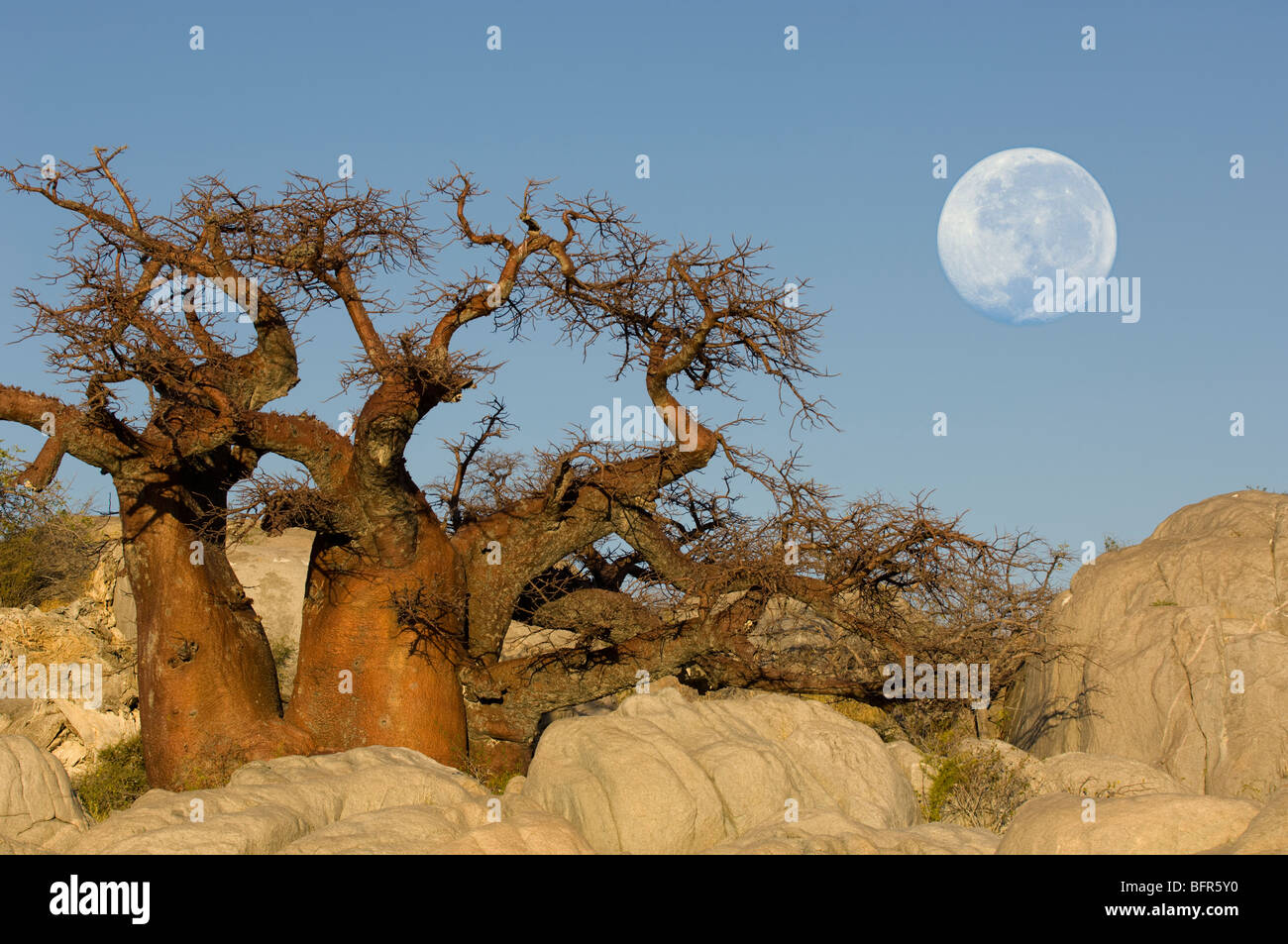 Alberi di baobab con luna piena a Kubu Island. Maggio 2006. Immagine composita manipolato digitalmente. Foto Stock