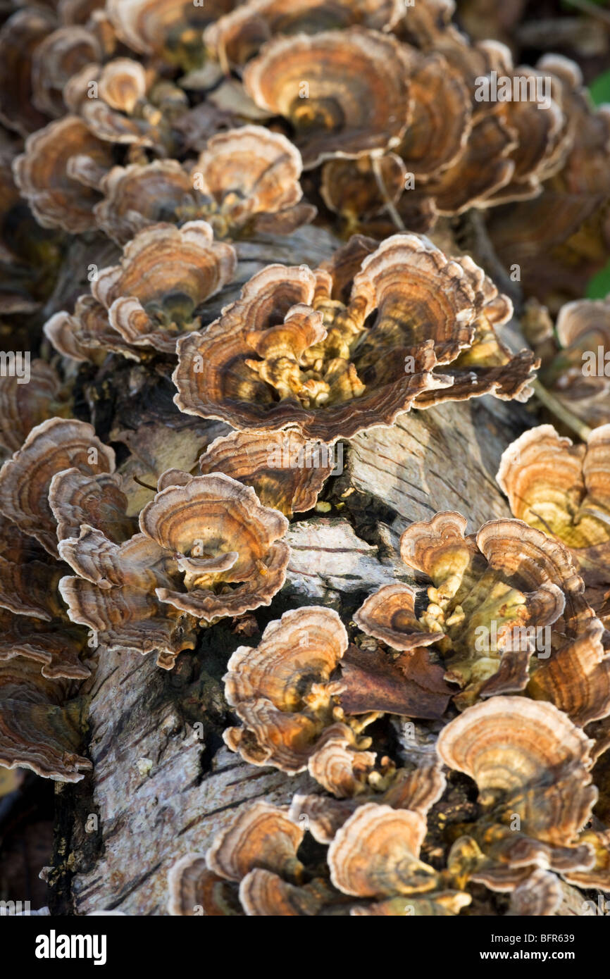 La Turchia Tails (molti-zoned Polypore) Trametes versicolor cresce su un albero morto il moncone Foto Stock