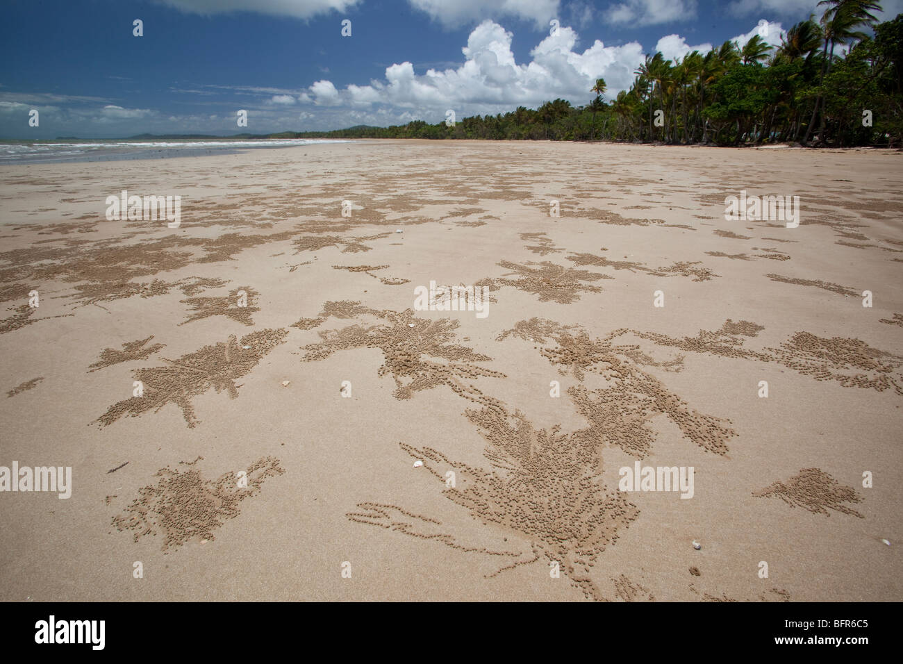 Ghost crab burrows, Mission Beach, vicino a Cairns, Queensland, Australia Foto Stock