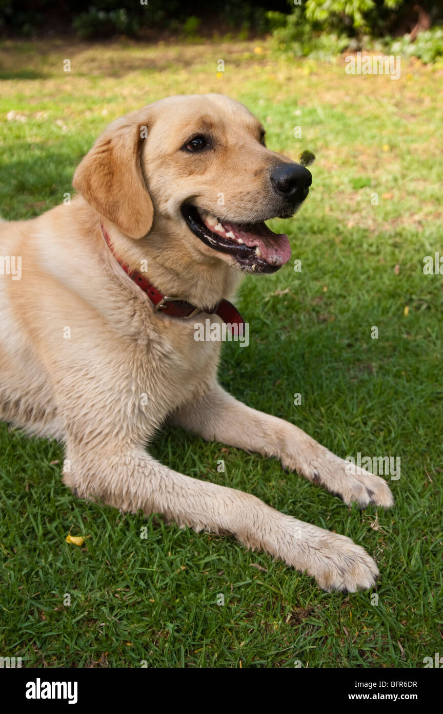 Il Labrador Retriever è uno dei vari tipi di retriever, un tipo di cane  Foto stock - Alamy