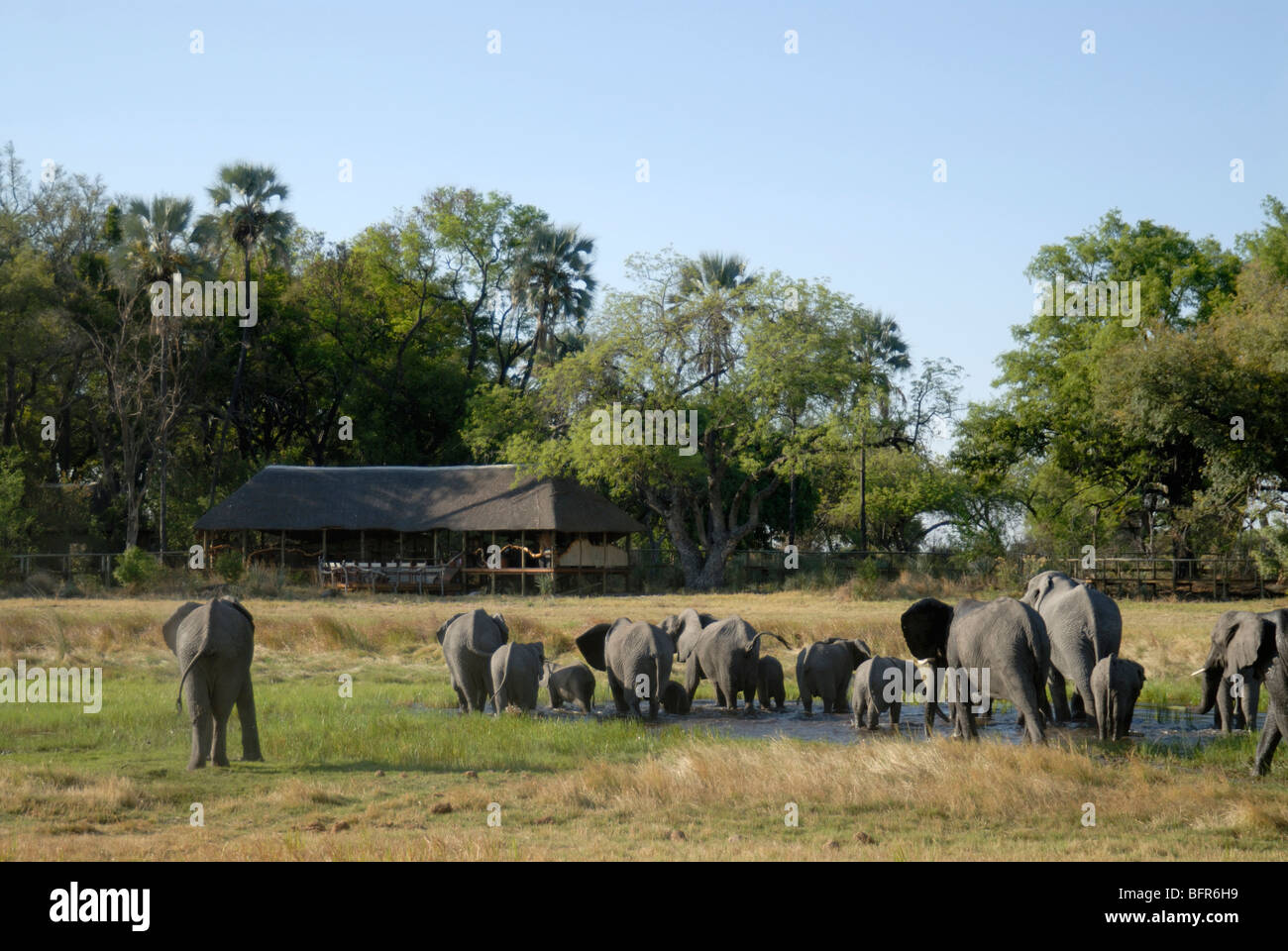 Branco di Elefanti sulla cassa di espansione nella parte anteriore del Chitabe Lediba camp Foto Stock