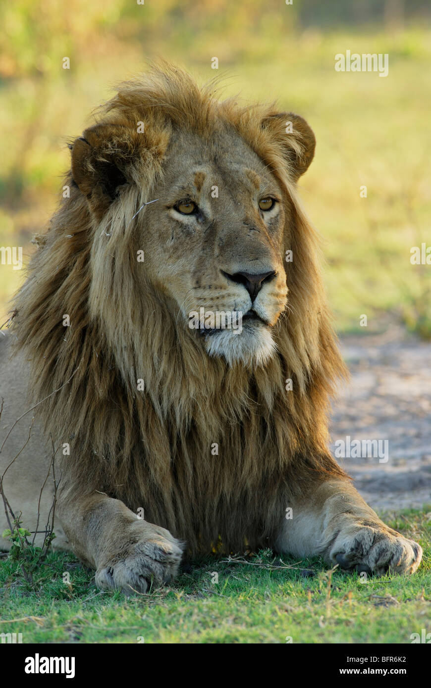 Maschio ritratto di Lion Foto Stock