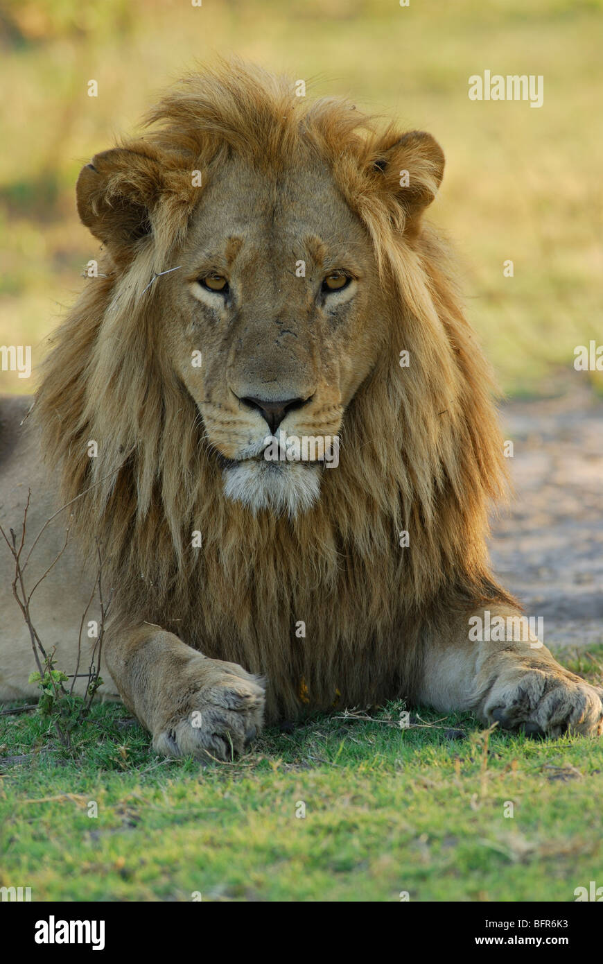 Maschio ritratto di Lion Foto Stock