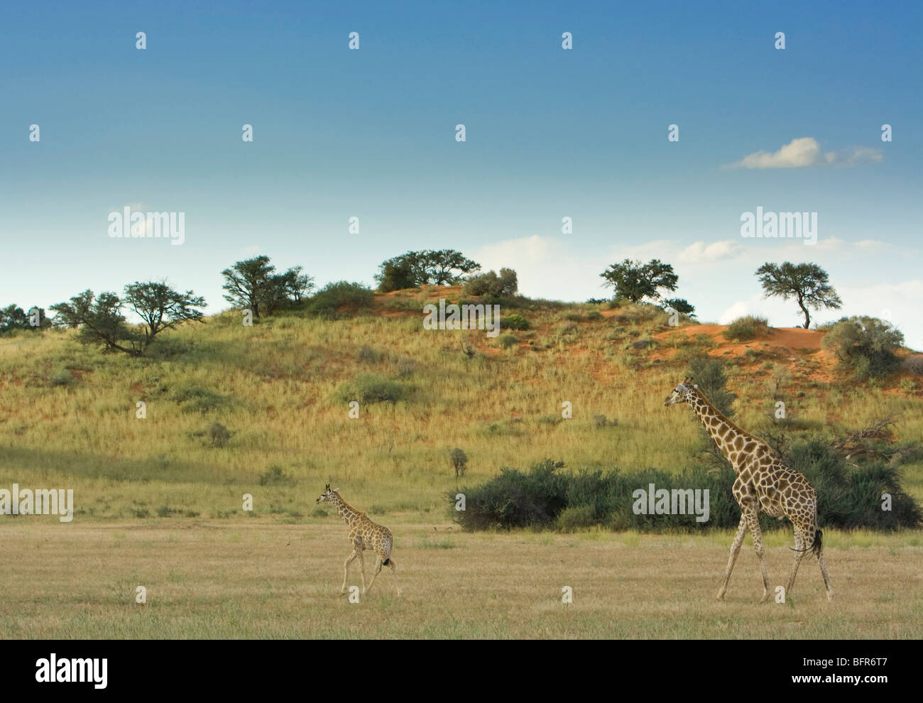 La giraffa in semi-aride praterie con giovane a piedi avanti Foto Stock