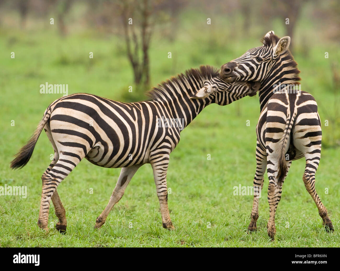 Due giovani zebre a giocare Foto Stock