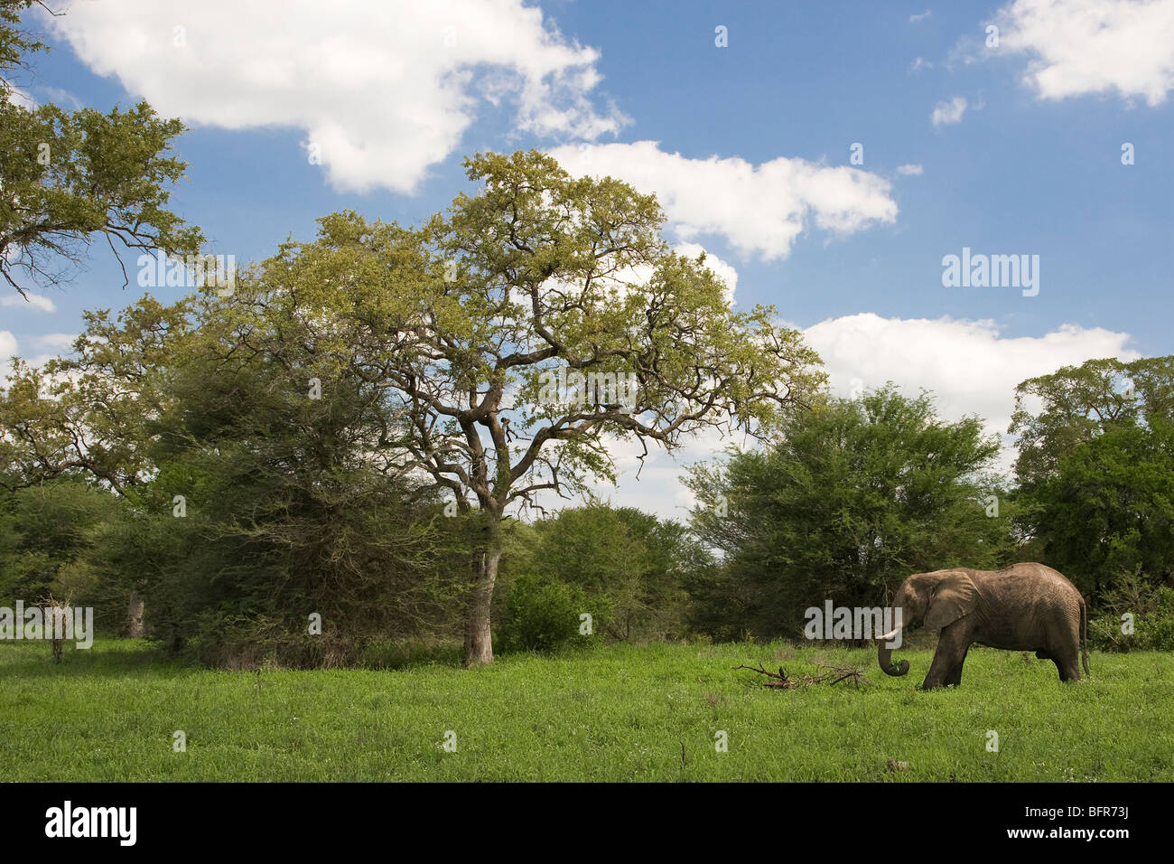 La navigazione di elefante in una lussureggiante area verde Foto Stock