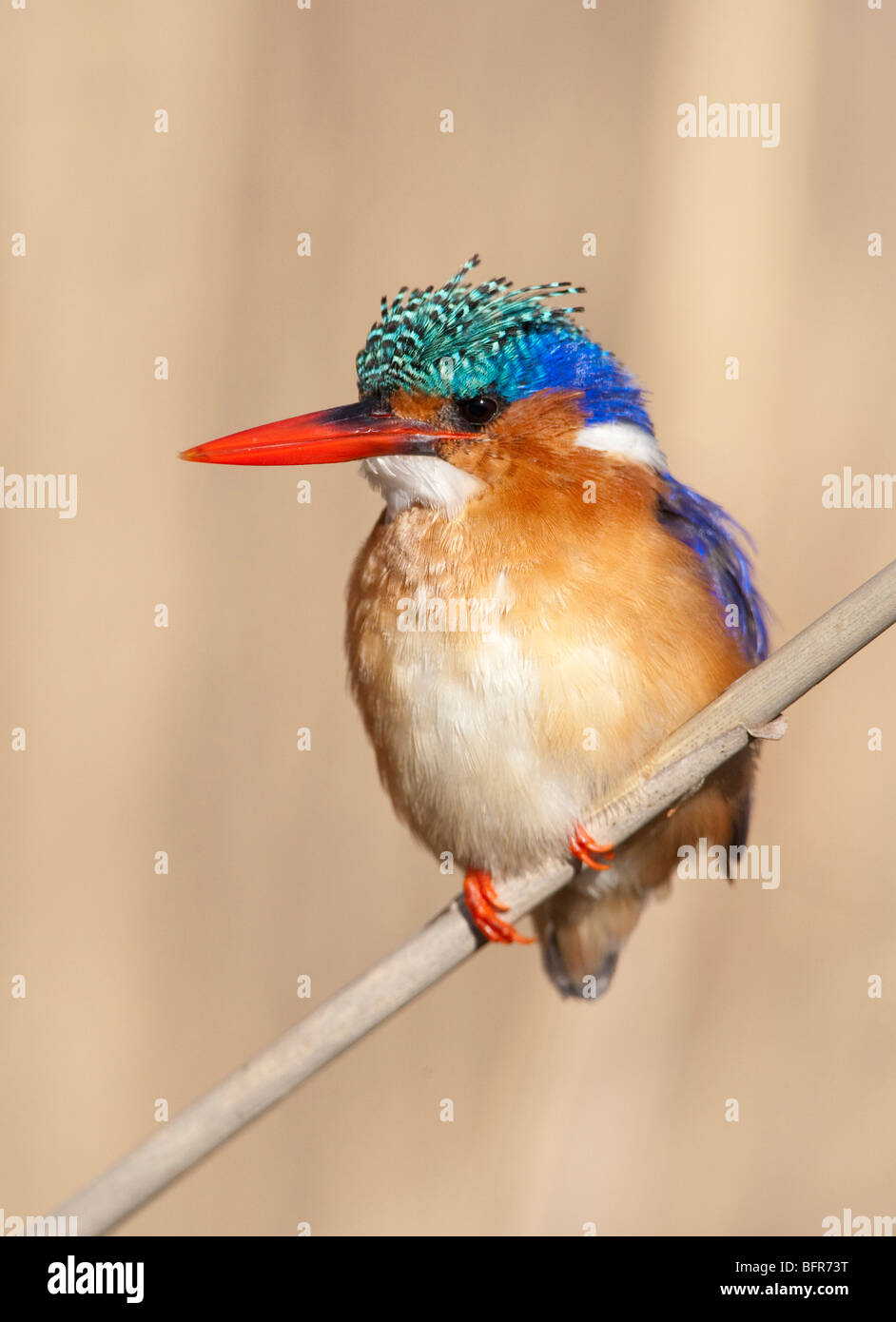 Malachite Kingfisher arroccato su una sottile lamella Foto Stock