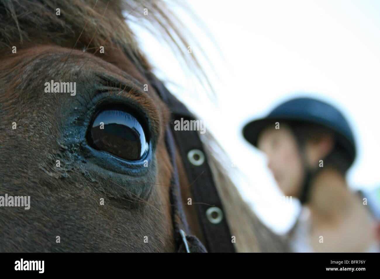 Close-up verticale di un cavallo con gli occhi e il ciclista in background Foto Stock