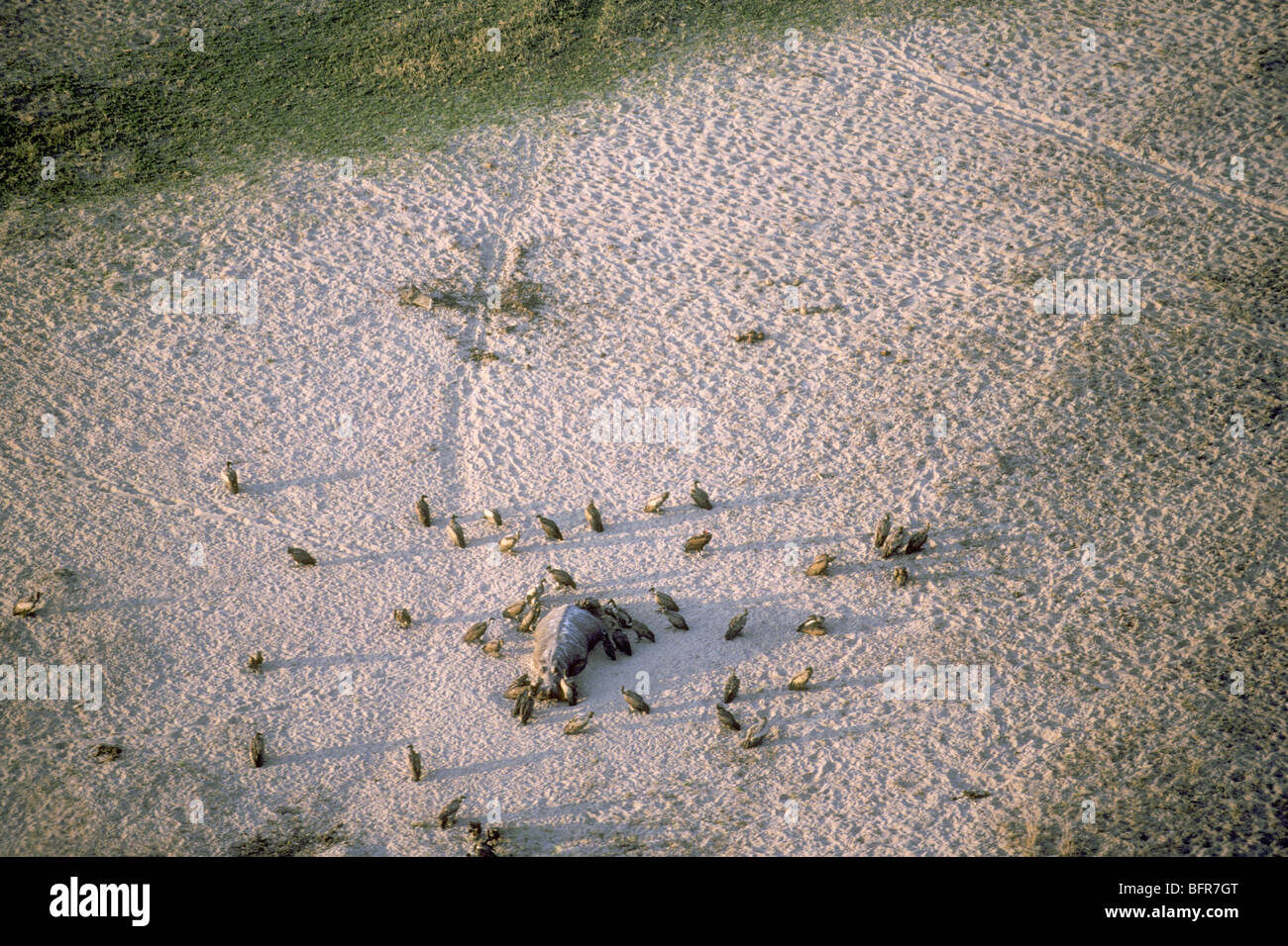 Vista aerea del bianco-backed avvoltoi sui morti Ippona (Gyps africanus) Foto Stock