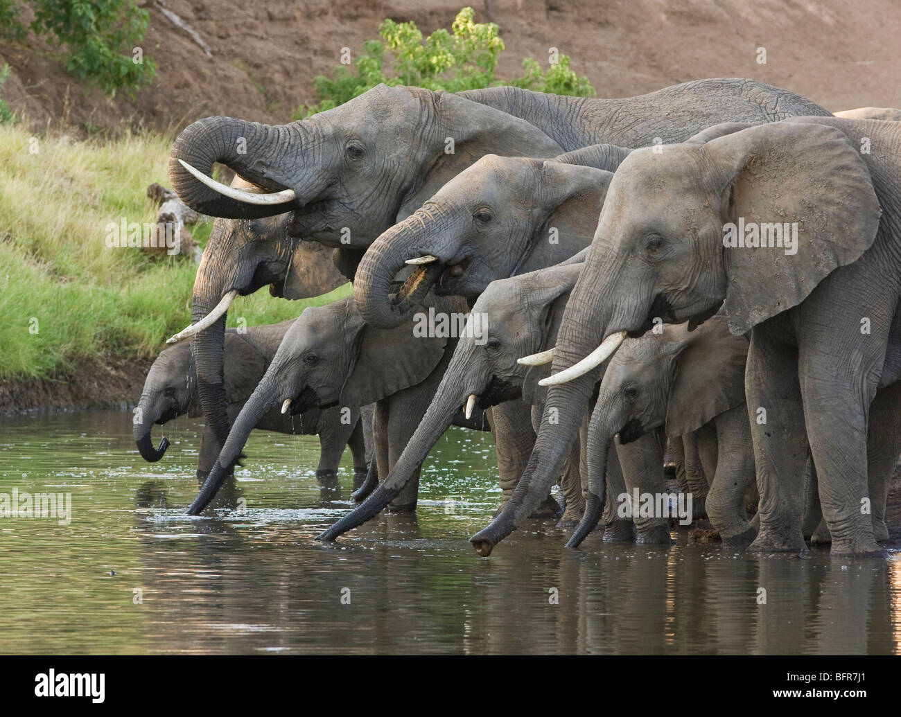 Elefante africano mandria di bere Foto Stock