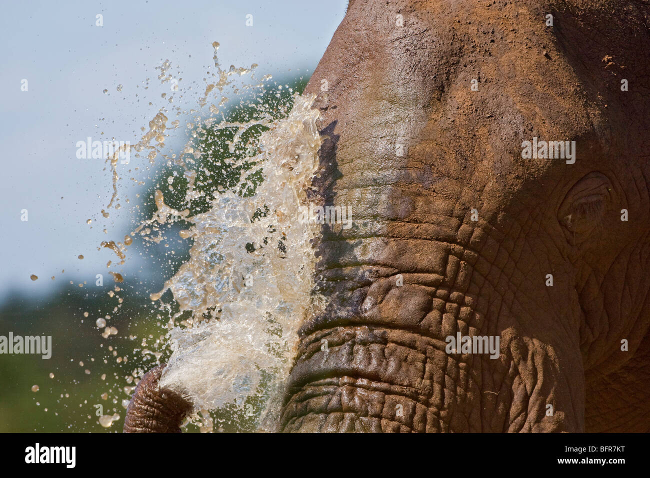 Elefante africano ritratto spruzzi di acqua sulla sua faccia Foto Stock