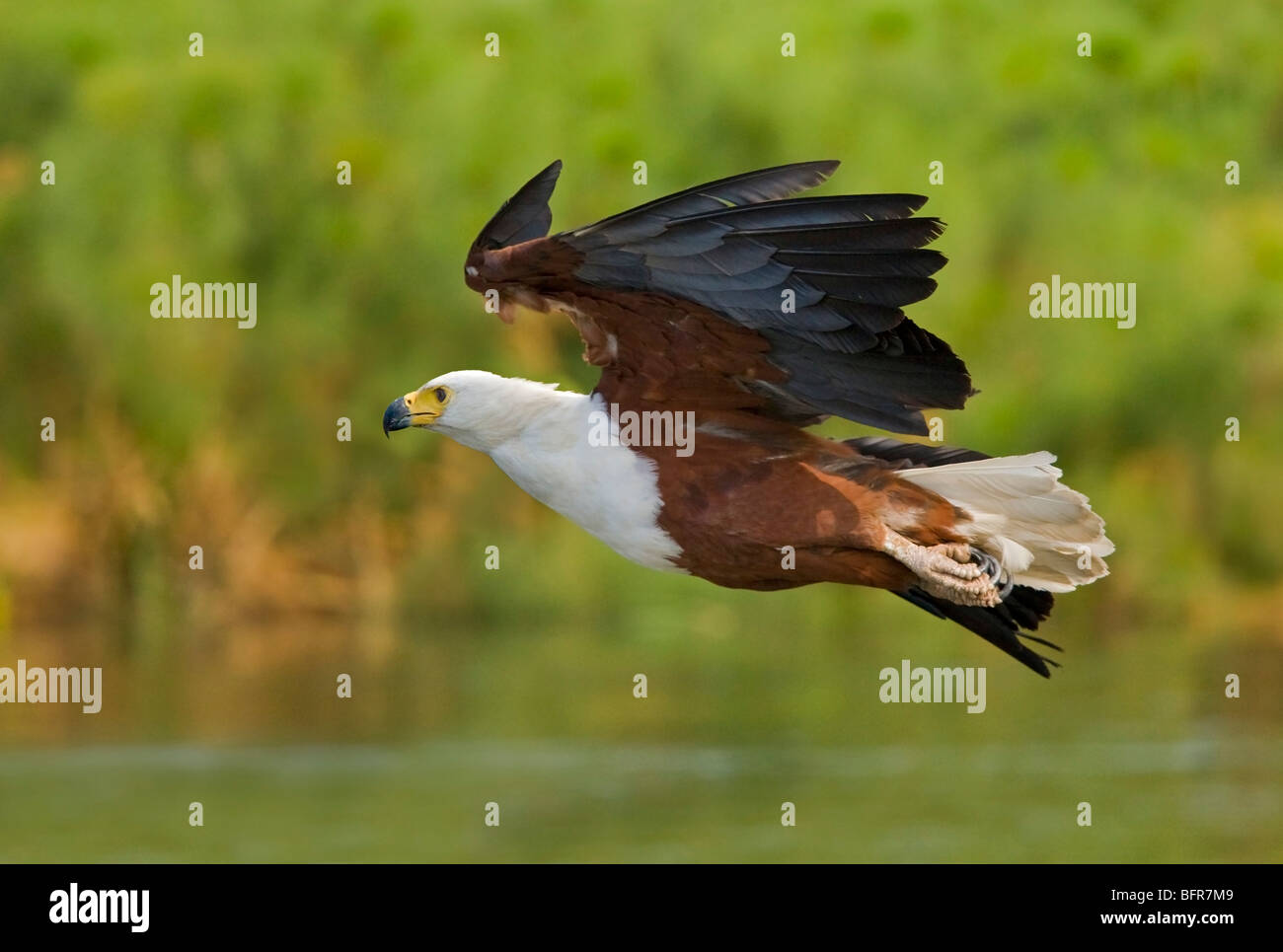 Vista laterale di un pesce africano eagle volando a bassa quota sopra l'acqua Foto Stock