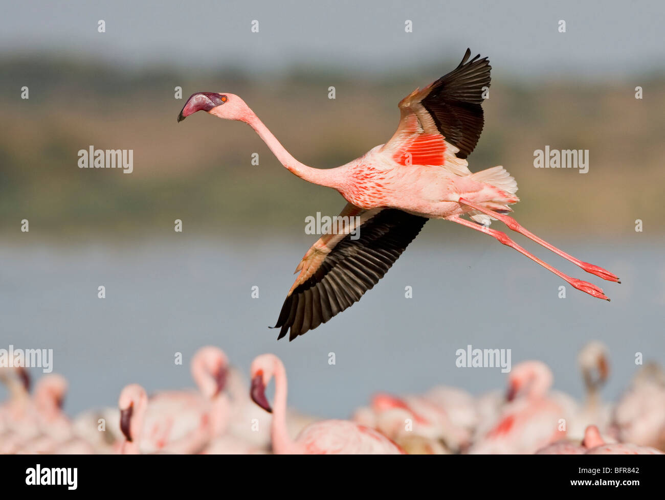 Lesser flamingo in volo sopra l'acqua Foto Stock