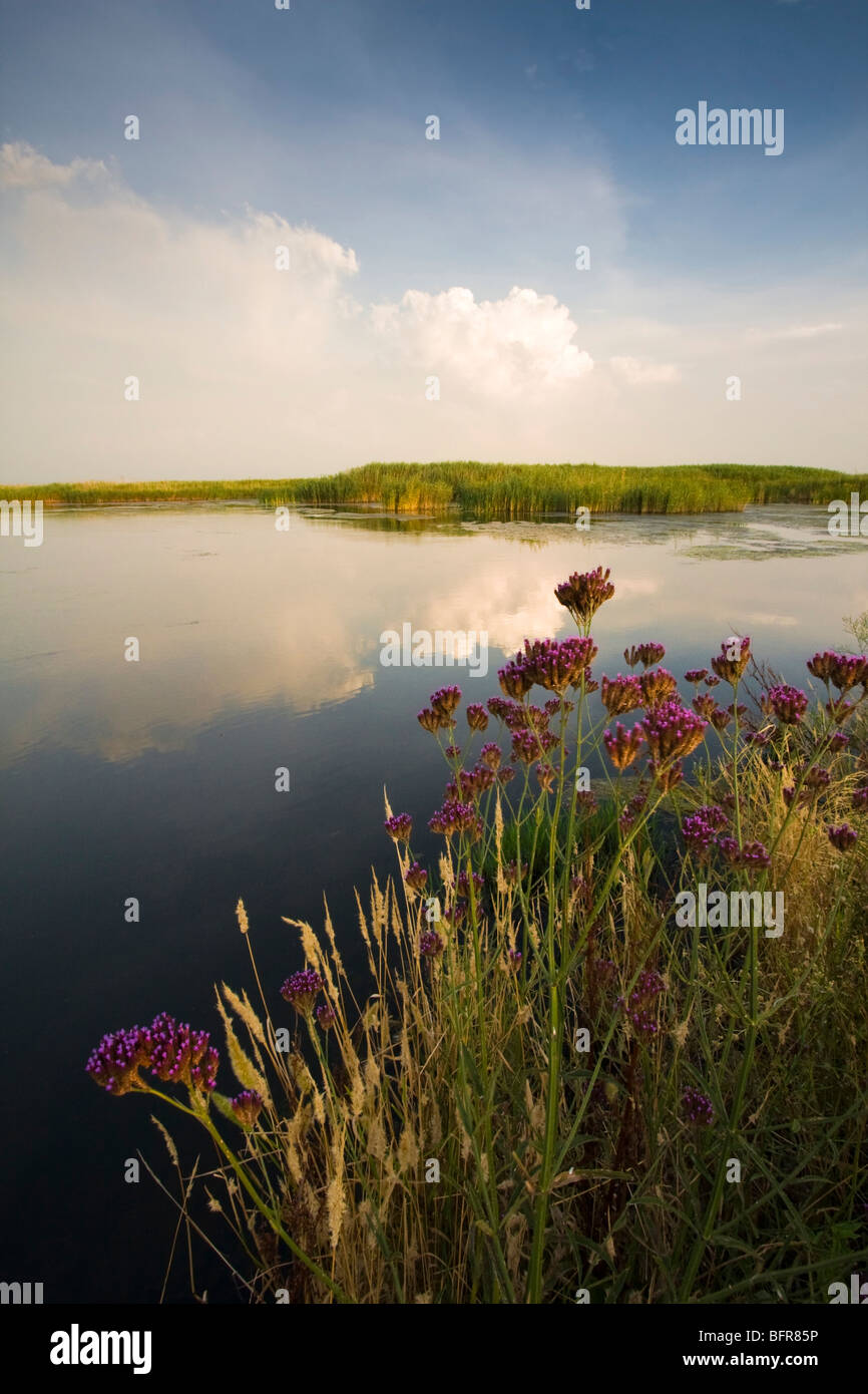 Paesaggio con fiori selvaggi sul bordo di un lago Foto Stock