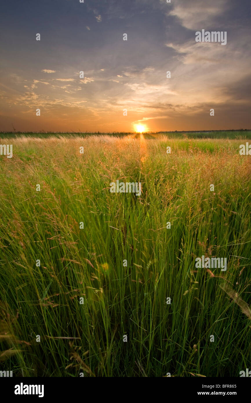 Paesaggio con tramonto lungo erba verde Foto Stock