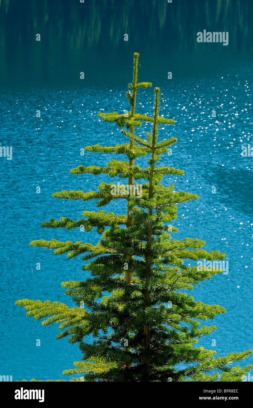 Il lago di O'Hara e abeti, Parco Nazionale di Yoho, BC British Columbia, Canada Foto Stock