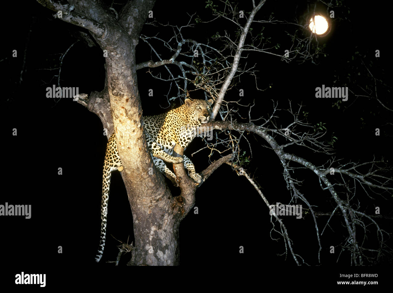 Leopard in un albero di notte con la luna piena (Panthera pardus) Foto Stock