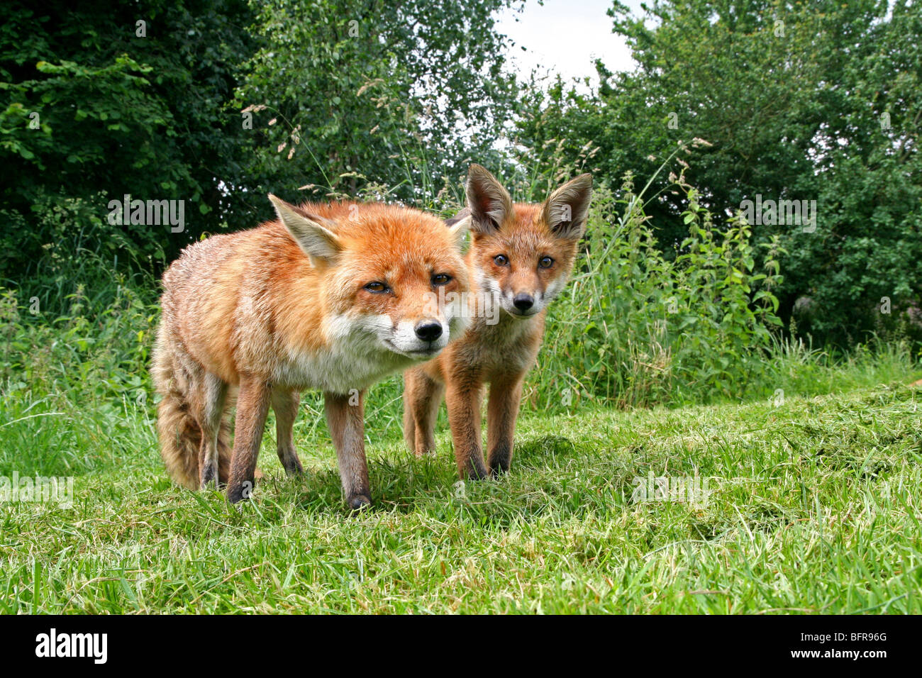 Un vixen con il suo cucciolo di tiro da un angolo basso con un obiettivo grandangolare. Foto Stock