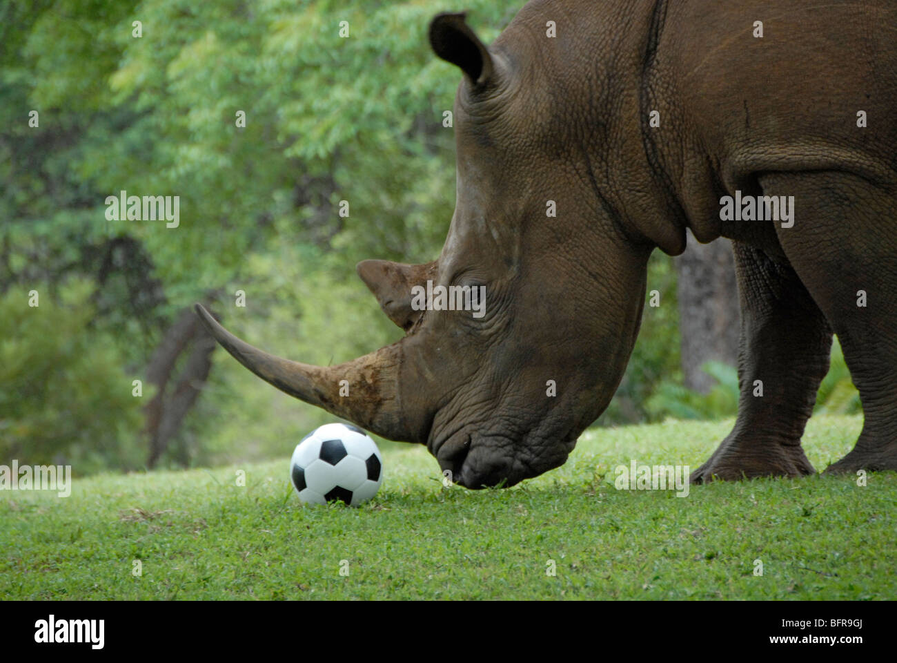 Un abituare rinoceronte bianco a piedi fino a un pallone da calcio come se giocare con esso in Sud Africa. Disponibile per servizio fotografico. Foto Stock