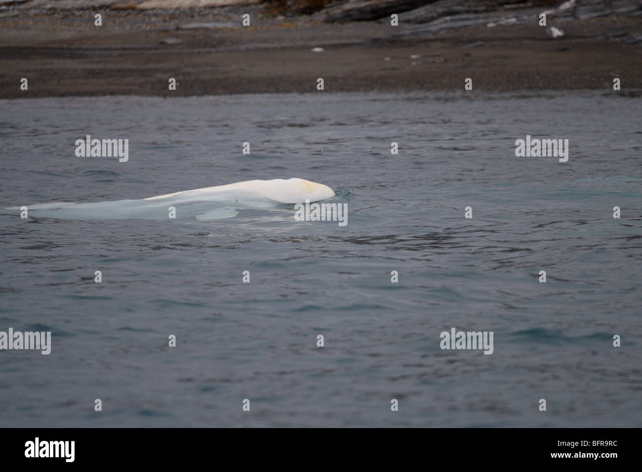 Il beluga affiorante nel mare Artico delle Isole Svalbard Foto Stock