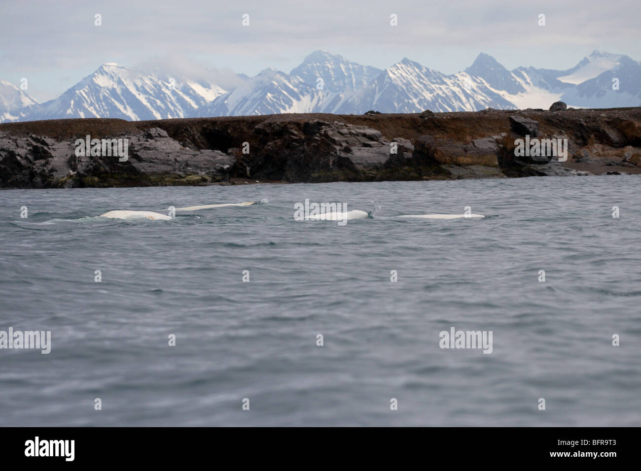 Gregge di beluga affiorante nel mare Artico delle isole Svalbard con Snow capped picchi di montagna in background Foto Stock