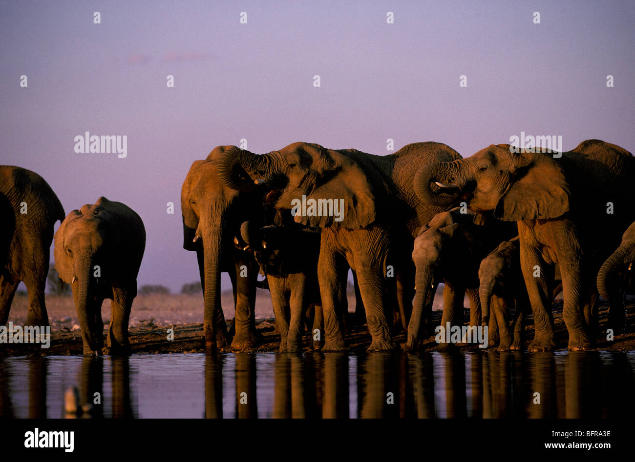 Elefante africano alla mandria a waterhole (Loxodonta africana) Foto Stock