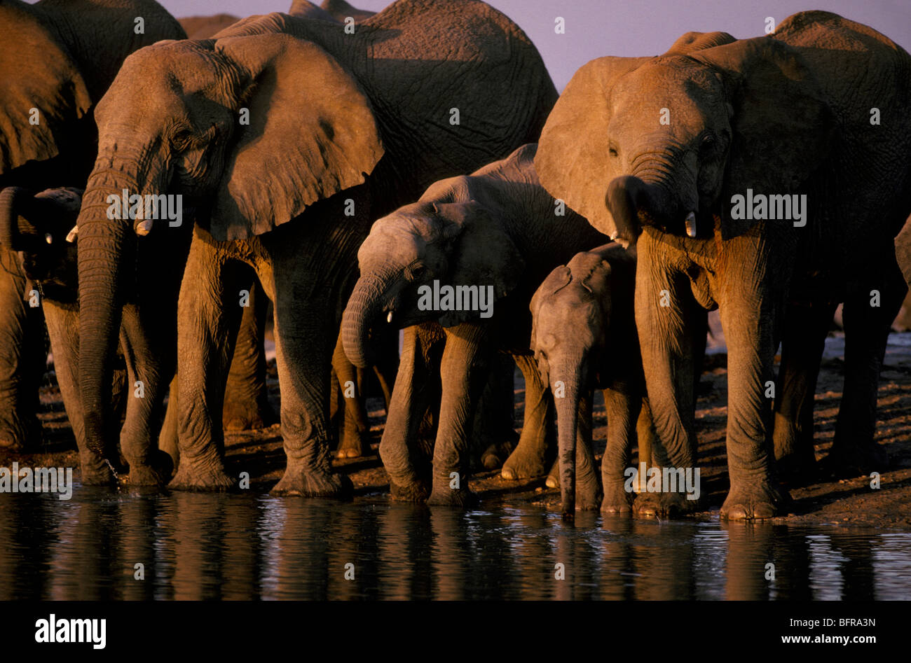 Elefante africano alla mandria a waterhole (Loxodonta africana) Foto Stock