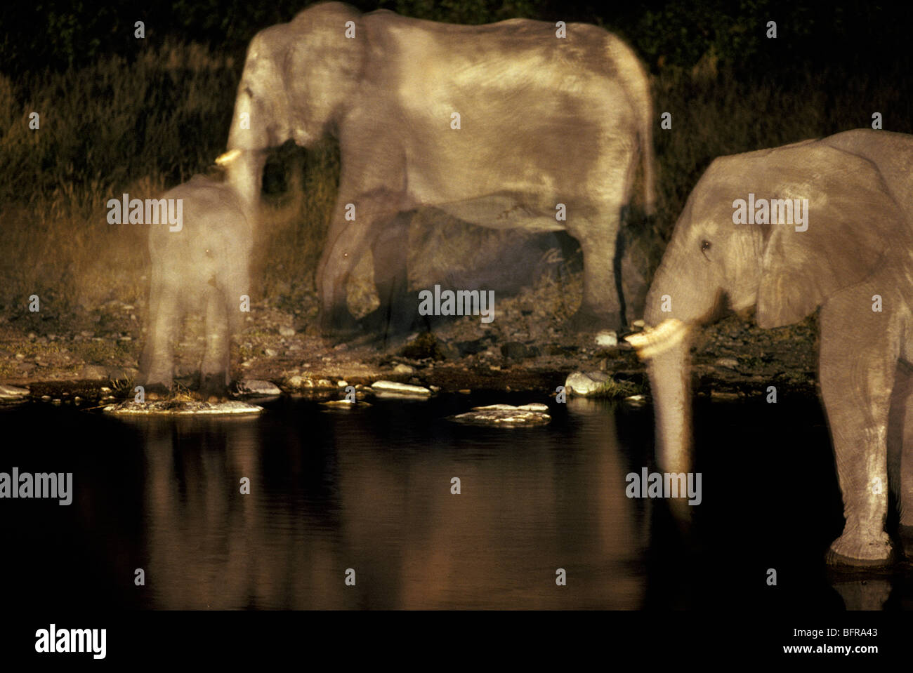 Elefante africano e i bambini a bere durante la notte (Loxodonta africana) Foto Stock