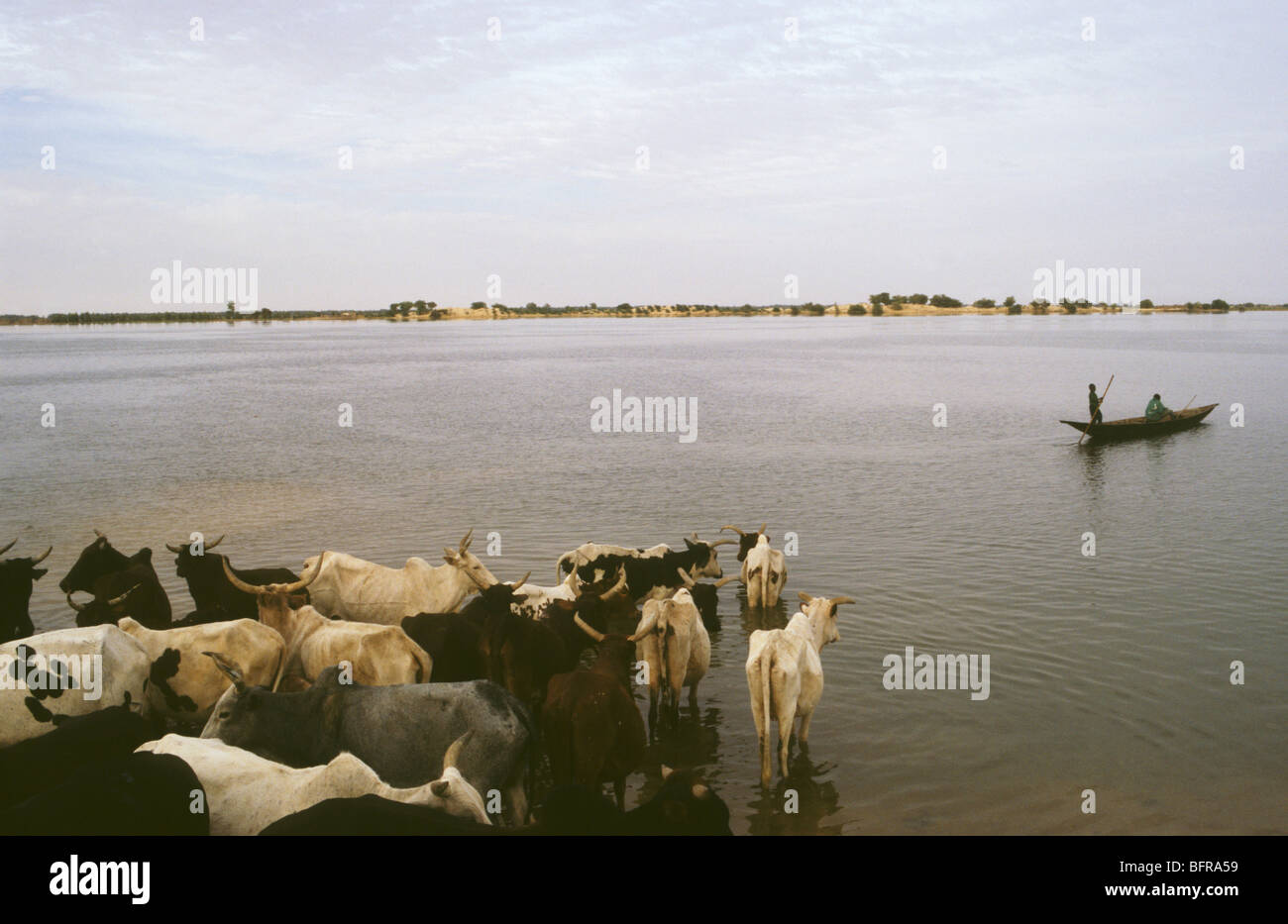 Bovini di bere dal fiume Niger vicino Timbuctou Foto Stock