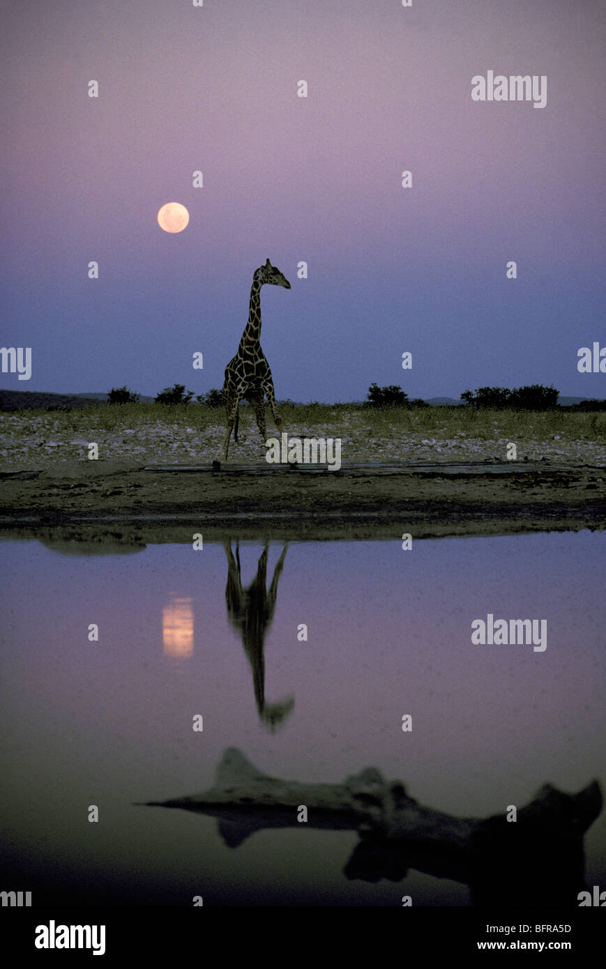 Lone Southern Giraffa presso waterhole al tramonto con luna crescente (Giraffa camelopardalis giraffa) Foto Stock