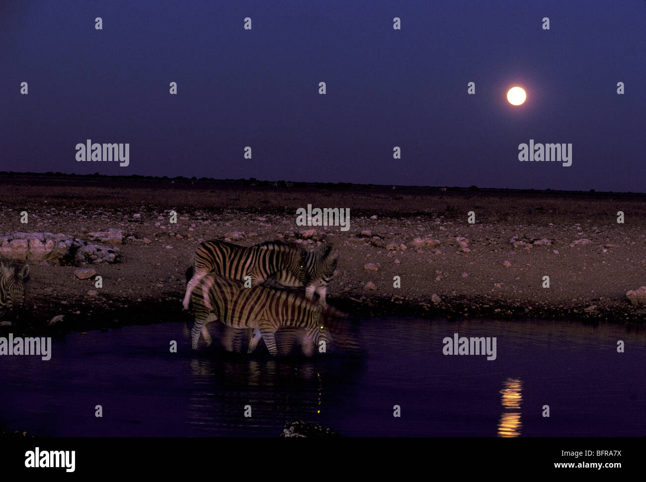 La Burchell zebra bevendo al waterhole al chiaro di luna (Equus burchelli) Foto Stock