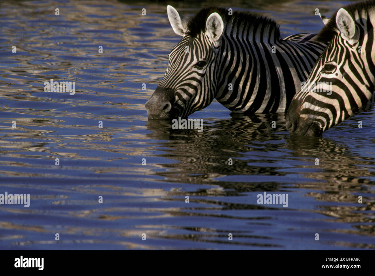La Burchell zebra bere stando in piedi nel profondo dell'acqua (Equus burchelli) Foto Stock