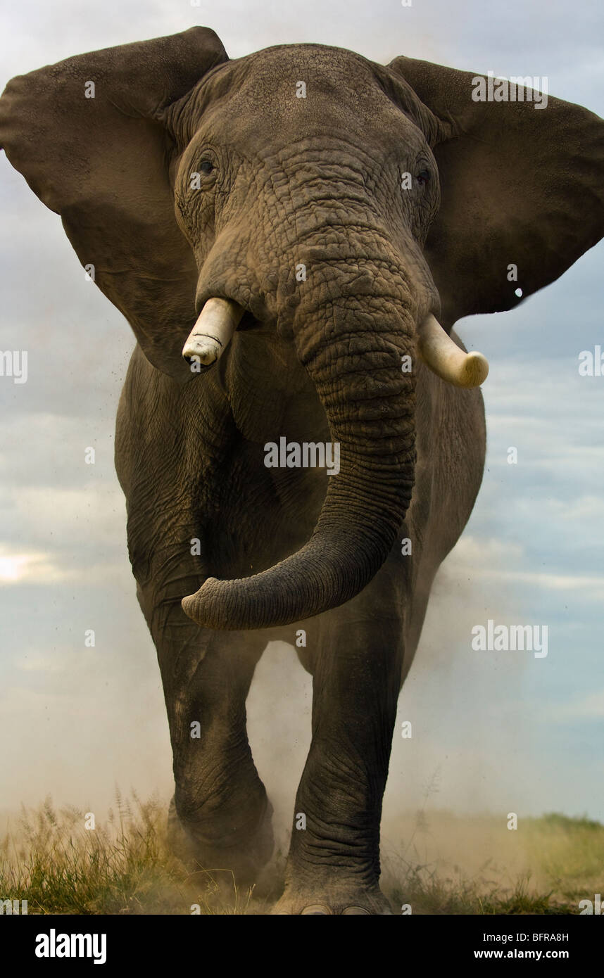 Elefante africano bull carica (Loxodonta africana) Foto Stock