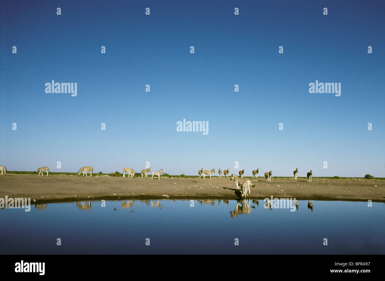 Ampia vista del Burchell's zebra mandria bere (Equus burchelli) Foto Stock
