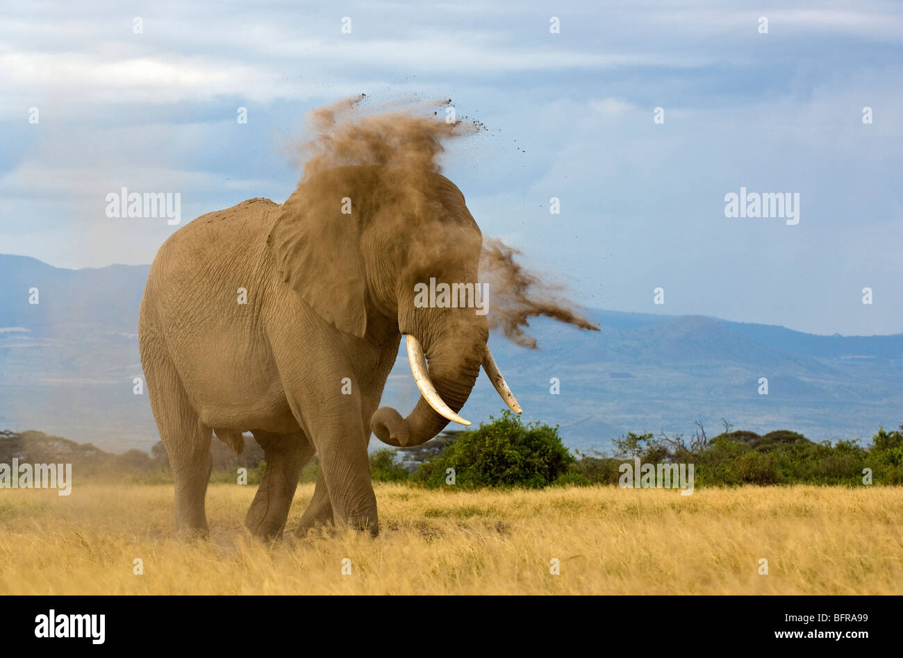 Elefante africano (Loxodonta africana) polvere la balneazione Foto Stock