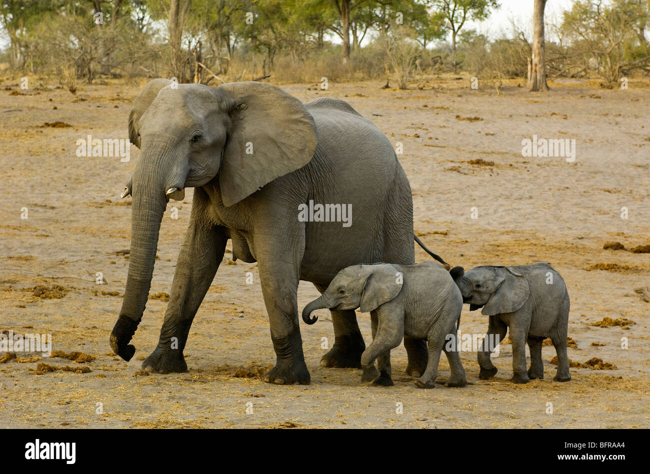 Elefante africano madre con i gemelli (Loxodonta africana) Foto Stock