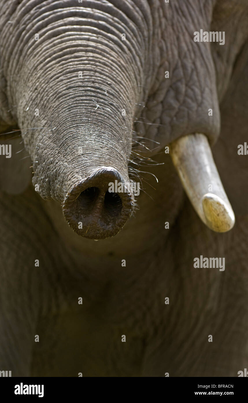 Elefante africano punta trunk (Loxodonta africana) Foto Stock