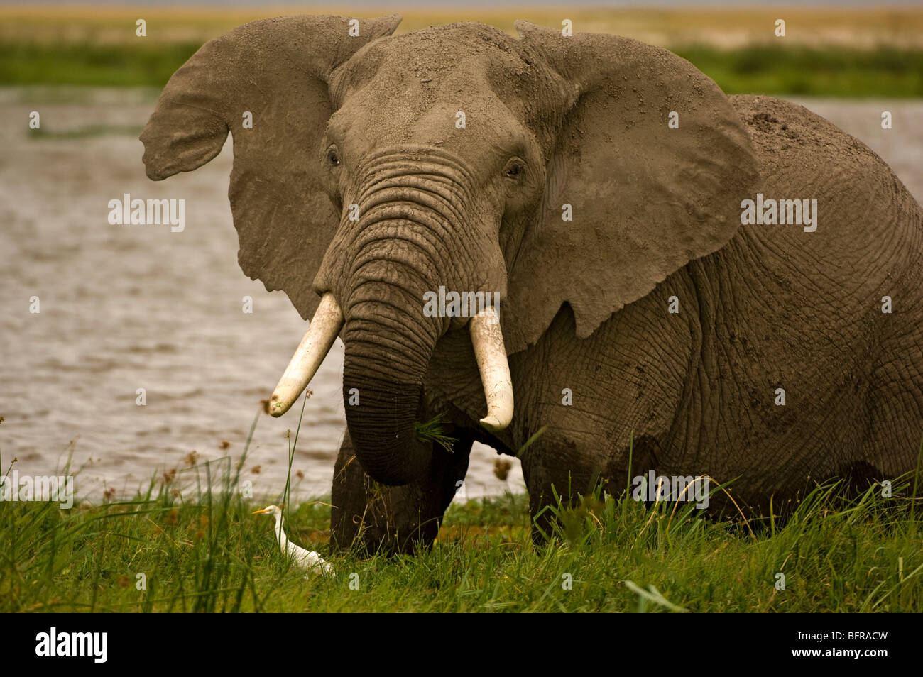 Elefante africano bull con orecchio strappato l'alimentazione sulle erbe di palude (Loxodonta africana Foto Stock