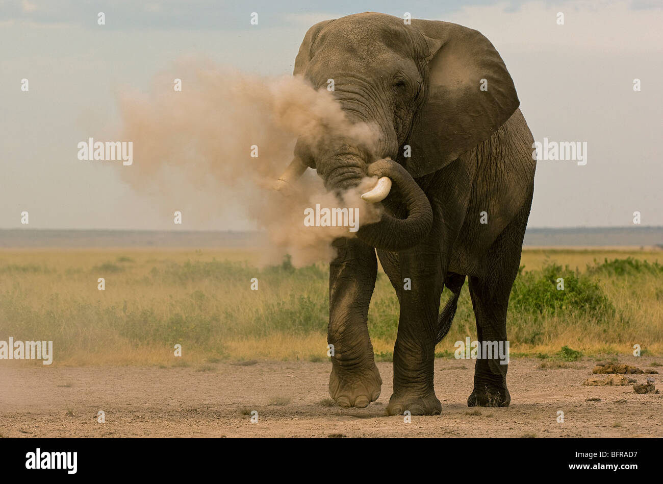 Elefante africano bull (Loxodonta africana) polvere-la balneazione Foto Stock