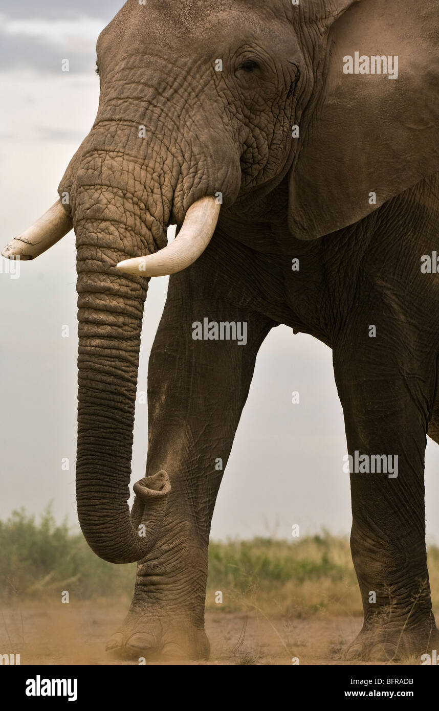Elefante africano bull (Loxodonta africana) in piedi Foto Stock
