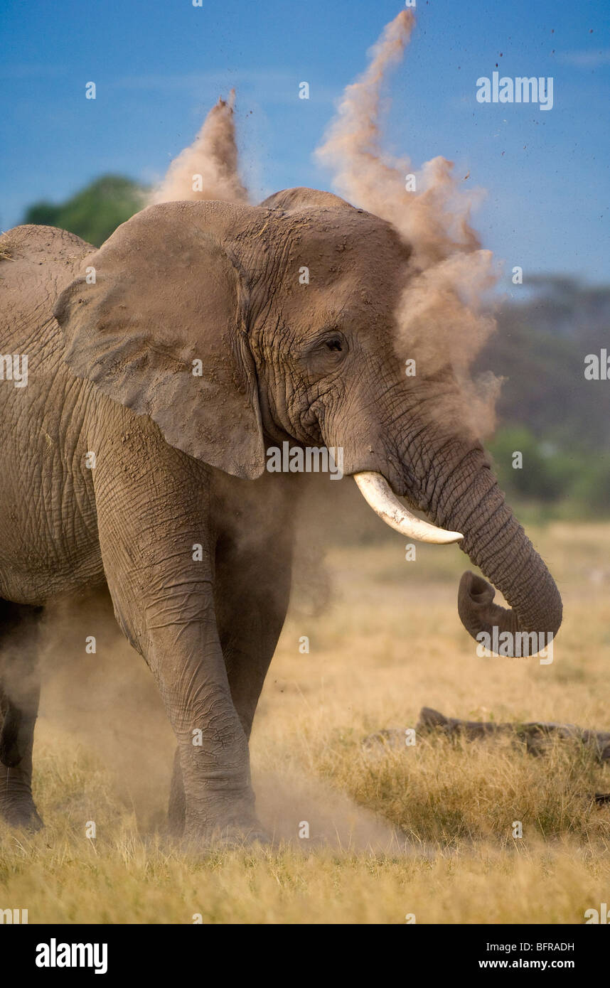 Elefante africano (Loxodonta africana) polvere di bull-la balneazione Foto Stock