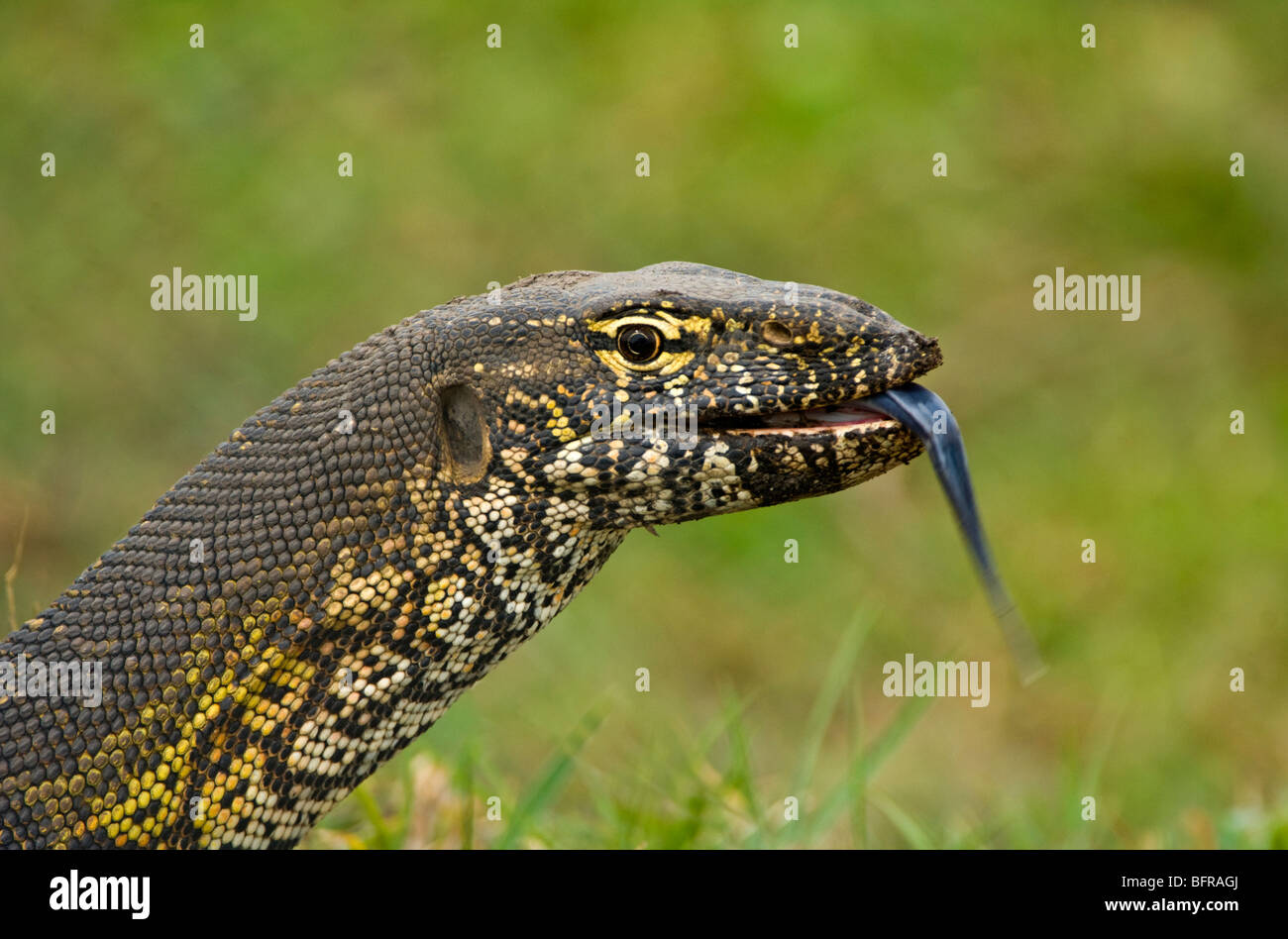 Un Nilo Monitor prove l'aria con la sua linguetta Foto Stock