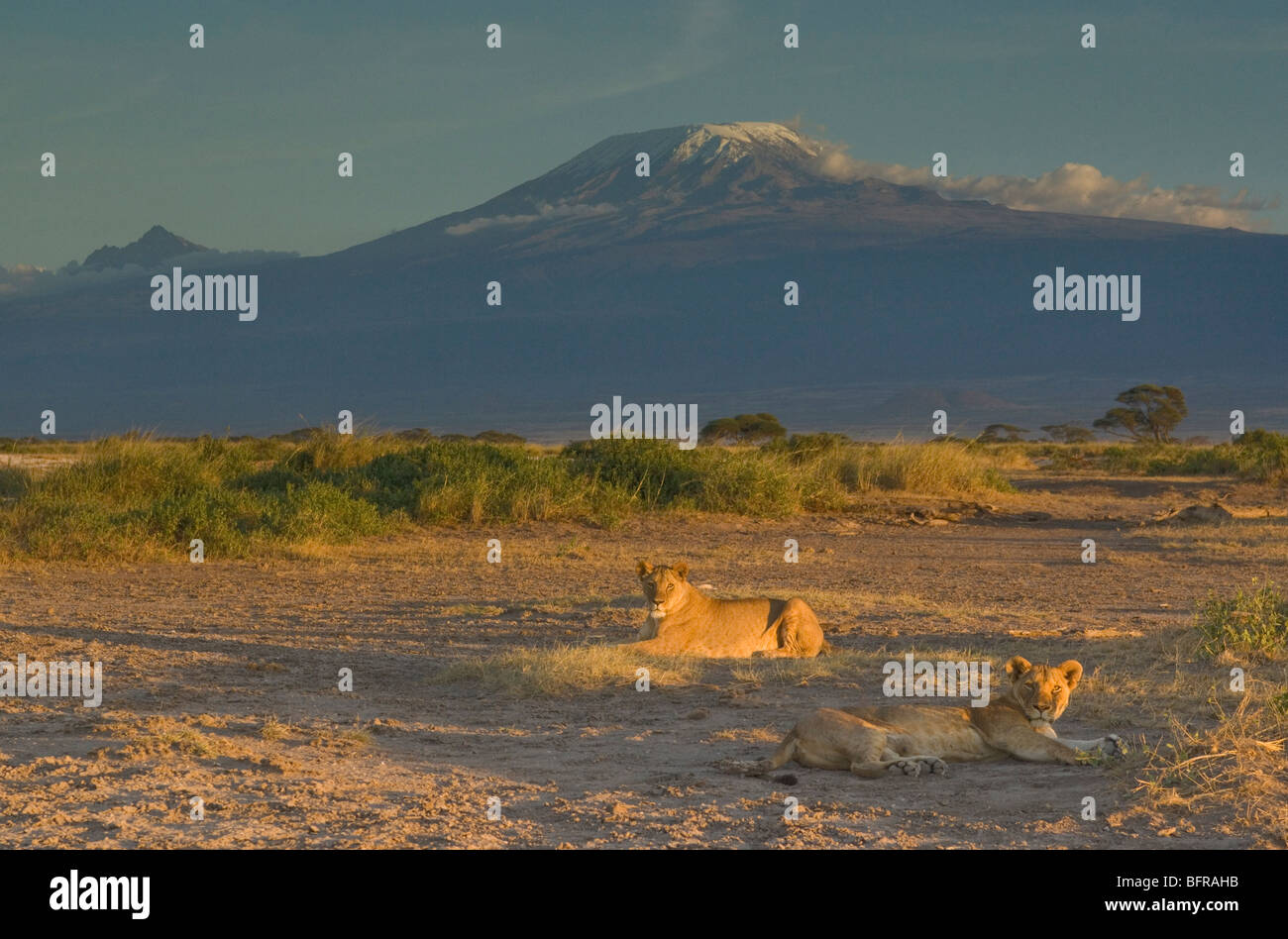 Due giovani leoni (Panthera leo) giacente sulla pianura di Amboseli contro lo sfondo delle vette innevate del Kilimanjaro Foto Stock