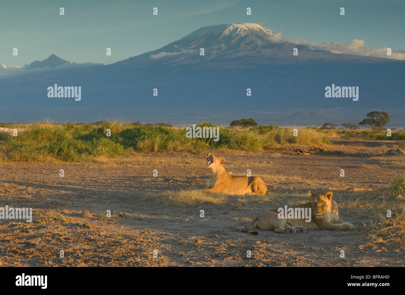 Due giovani leoni (Panthera leo) giacente sulla pianura di Amboseli contro lo sfondo delle vette innevate del Kilimanjaro Foto Stock