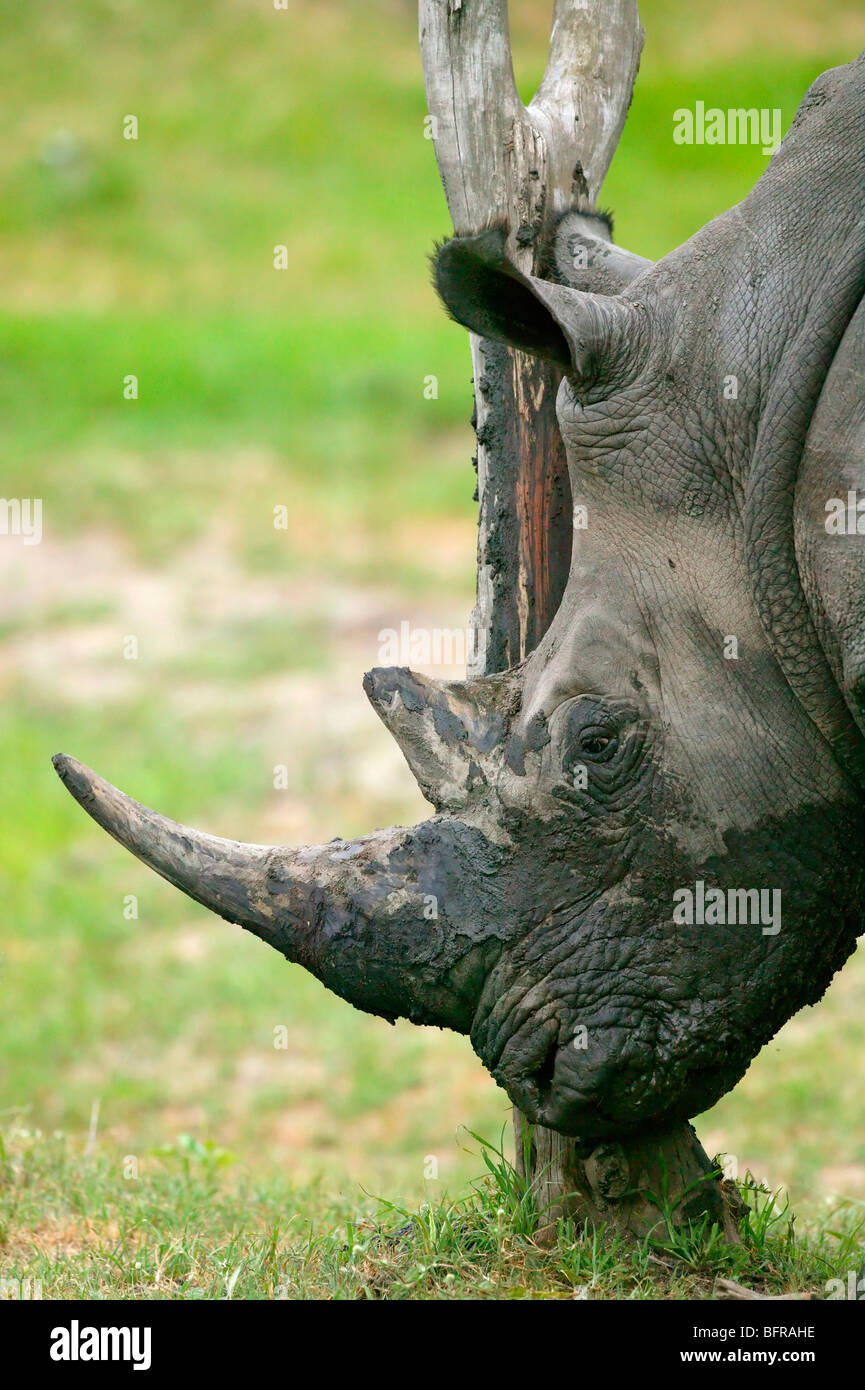 Ritratto di un fangoso white rhino strofinando il suo corno contro un albero Foto Stock