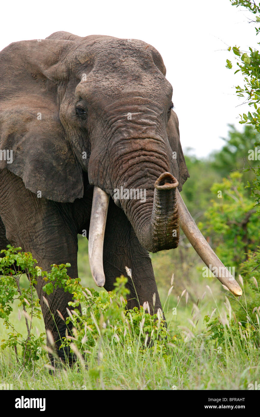 Ritratto di un elefante africano bull con grandi zanne e trunk sollevata Foto Stock